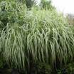 Miscanthus sinensis 'Cosmopolitan' 