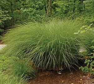 Miscanthus sinensis 'Gracillimus'