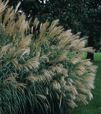 Miscanthus sinensis 'Silver Feather'  (Silberfeder)