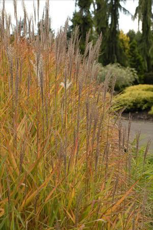 Miscanthus sinensis 'Purpurascens'