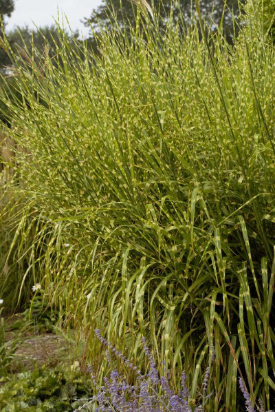 Miscanthus sinensis 'Strictus'