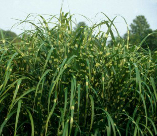 Miscanthus sinensis 'Zebrinus'