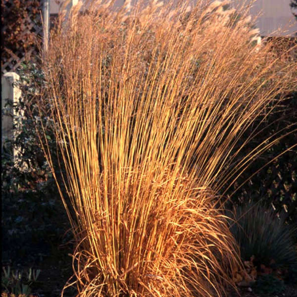 Molinia caerulea arundinacea'Skyracer'