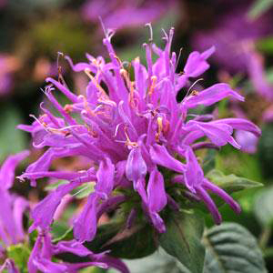 Monarda didyma 'Balmy Lilac'  