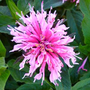 Monarda didyma 'Balmy Pink'