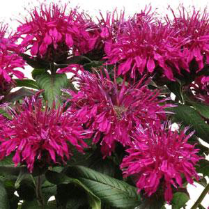 Monarda didyma 'Balmy Purple'