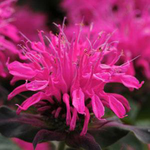 Monarda didyma 'Balmy Rose'