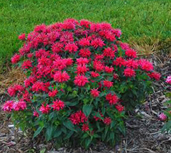 Monarda didyma 'Cherry Pops'  