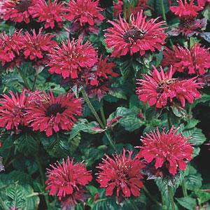 Monarda didyma 'Fireball'