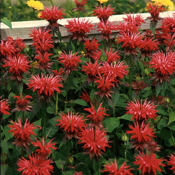 Monarda didyma 'Gardenview Scarlet' 