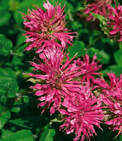 Monarda didyma 'Grand Marshall' 