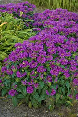 Monarda didyma 'Grand Parade'