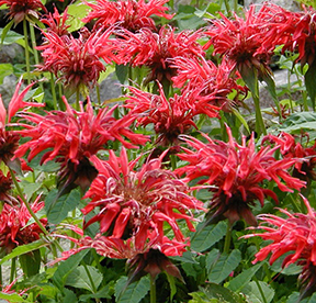 Monarda didyma 'Jacob Cline' 