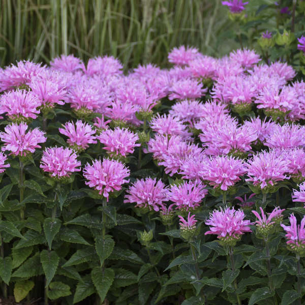 Monarda didyma 'Pink Frosting'  NEW