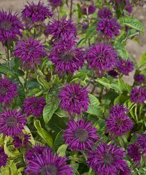 Monarda didyma 'Purple Rooster'  