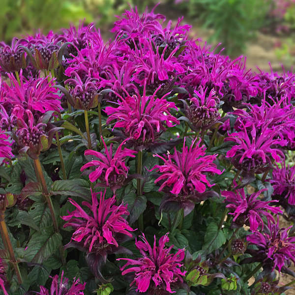 Monarda didyma 'Rockin' Raspberry'   NEW