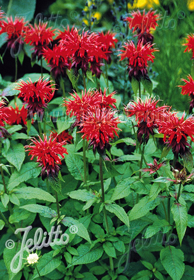 Monarda didyma  NEW