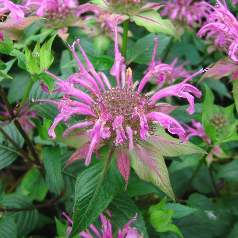 Monarda fistulosa  NEW