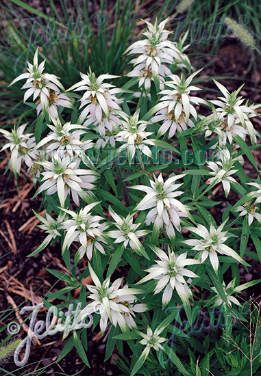 Monarda punctata  Bestseller