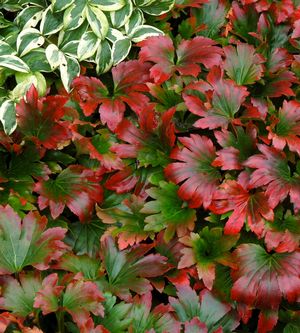 Mukdenia rossi 'Crimson Fans' 