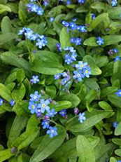 Myosotis sylvatica 'Victoria Indigo Blue'