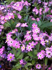 Myosotis sylvatica 'Victoria Pink'