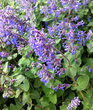 Nepeta faasenni 'Walker's Low'