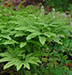 NATIVE FERNS