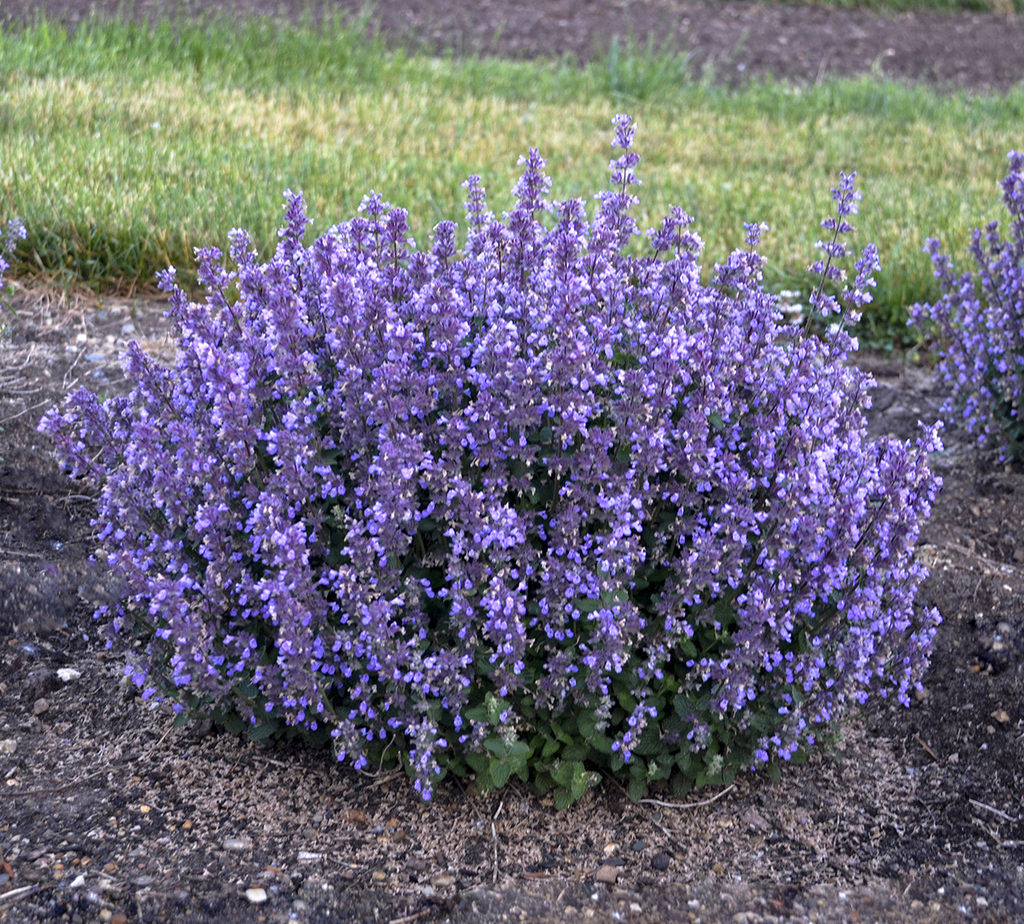 Nepeta faassenii 'Cat's Pajamas'  