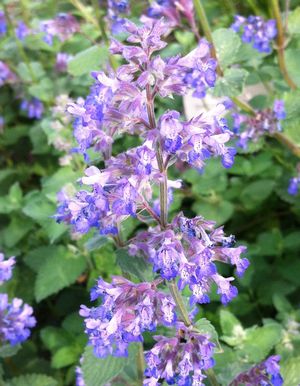 Nepeta faassenii 'Dropmore Blue'