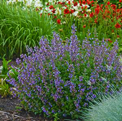 Nepeta faasenni 'Purrsain Blue'