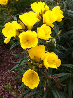 Oenothera fruticosa 'Fireworks' 