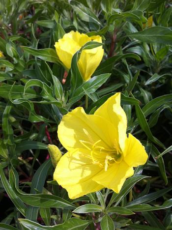 Oenothera macrocarpa