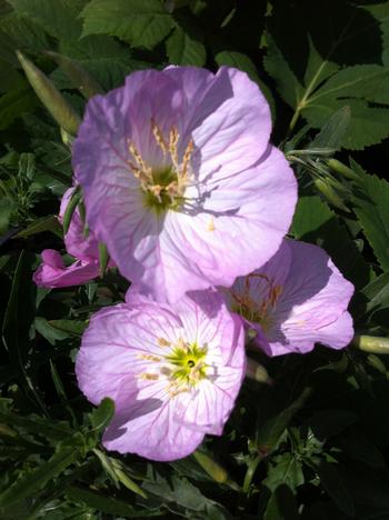 Oenothera speciosa 'Siskiyou'