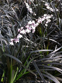 Ophiopogon planiscapus 'Nigrescens'