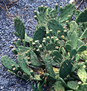 Opuntia humifusa