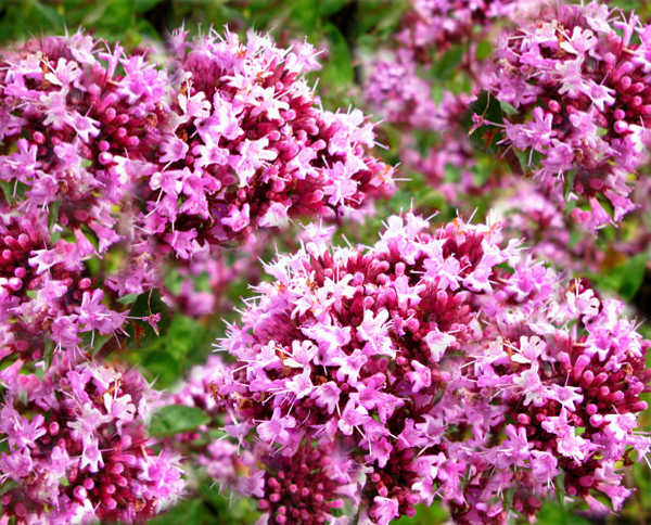 Origanum x 'Rosenkuppel' 