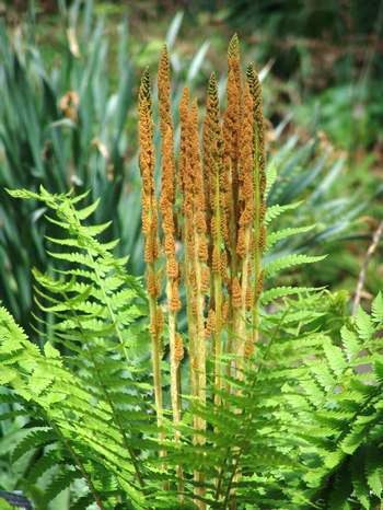 Osmunda cinnamonea 