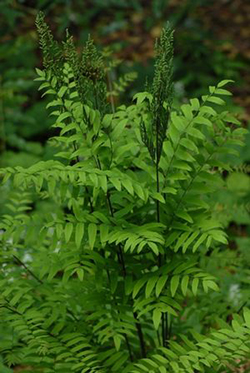 Osmunda regalis