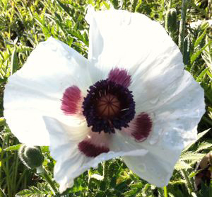 Papaver orientale 'Royal Wedding'