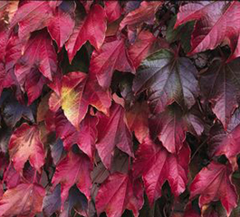 Parthenocissus tricuspidata 'Veitchii' 