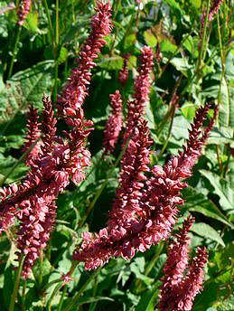 Persicaria amplexicaule 'Firetail'