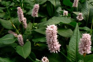 Persicaria bistorta 'Superba'