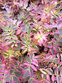 Polemonium reptans 'Stairway to Heaven' 