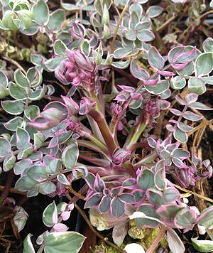 Polemonium reptans 'Touch of Class'