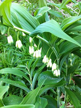 Polygonatum multiflorum