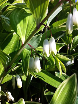 Polygonatum odoratum 'Variegatum'