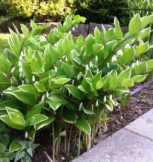 Polygonatum falcatum 'Variegatum'