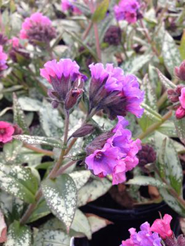 Pulmonaria 'Silver Bouquet'