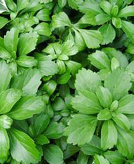 Pachysandra terminalis 'Green Sheen' 